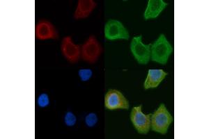 ABIN6257821 and ABIN6275447 staining Hela cells by IF/ICC.
