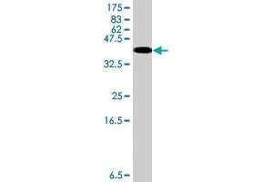 Image no. 2 for anti-Succinate-CoA Ligase, alpha Subunit (SUCLG1) (AA 125-234) antibody (ABIN1327671) (SUCLG1 antibody  (AA 125-234))