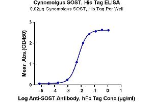 Immobilized Cynomolgus SOST, His Tag at 0. (Sclerostin Protein (SOST) (AA 69-258) (His tag))