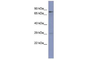 WB Suggested Anti-PURB Antibody Titration:  0.