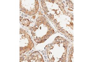 Immunohistochemical analysis of paraffin-embedded human testis tissue using (ABIN6244054 and ABIN6578895) performed on the Leica® BOND RXm.
