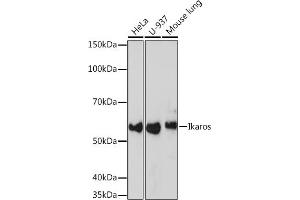 Western blot analysis of extracts of various cell lines, using Ikaros Rabbit mAb (ABIN7267841) at 1:1000 dilution. (IKZF1 antibody)