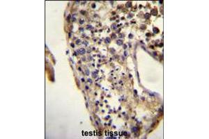 ECAT1 Antibody immunohistochemistry analysis in formalin fixed and paraffin embedded human testis tissue followed by peroxidase conjugation of the secondary antibody and DAB staining. (ECAT1 antibody  (N-Term))