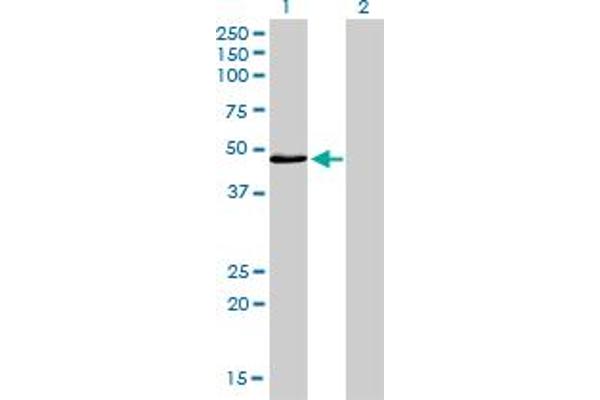 IRF4 antibody  (AA 342-451)
