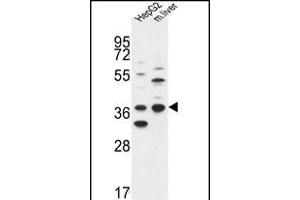 DHRS3 Antibody (Center) (ABIN653135 and ABIN2842711) western blot analysis in HepG2 cell line and mouse liver tissue lysates (35 μg/lane).