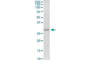 MAPRE1 MaxPab polyclonal antibody. (MAPRE1 antibody  (AA 1-268))