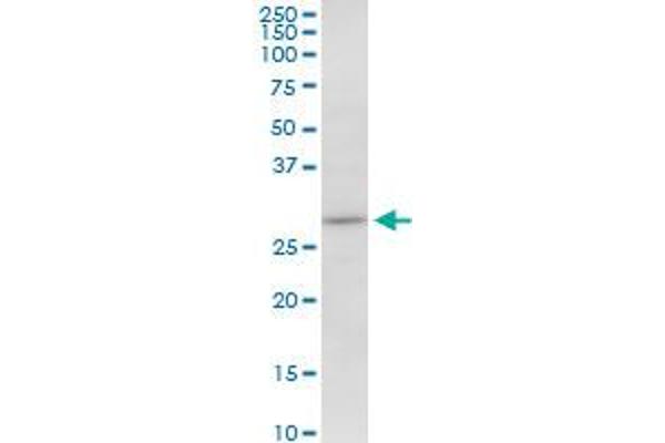 MAPRE1 antibody  (AA 1-268)