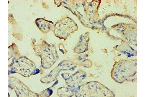 Immunohistochemistry (IHC) image for anti-Annexin A5 (ANXA5) (AA 2-320) antibody (ABIN7144281)