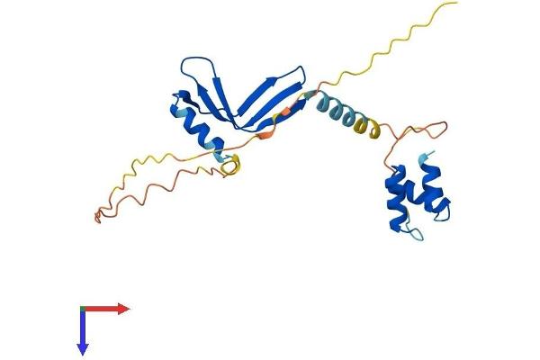 NACA Protein (AA 1-215) (His tag)