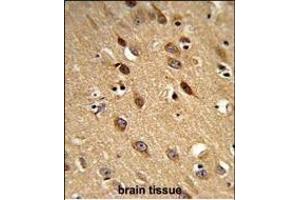 Formalin-fixed and paraffin-embedded human brain reacted with PISD Antibody (Center), which was peroxidase-conjugated to the secondary antibody, followed by DAB staining. (PISD antibody  (AA 223-250))