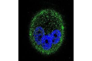 Immunofluorescence (IF) image for anti-Mitogen-Activated Protein Kinase 15 (MAPK15) antibody (ABIN2995325)