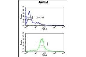 C Antibody (Center) (ABIN650934 and ABIN2840000) flow cytometric analysis of Jurkat cells (bottom histogram) compared to a negative control cell (top histogram). (CCDC130 antibody  (AA 173-200))