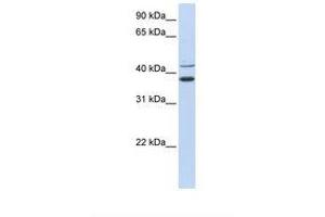 Image no. 1 for anti-Makorin Ring Finger Protein 2 (MKRN2) (N-Term) antibody (ABIN6738061) (MKRN2 antibody  (N-Term))