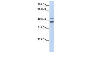 Image no. 1 for anti-Makorin Ring Finger Protein 2 (MKRN2) (N-Term) antibody (ABIN6738061) (MKRN2 antibody  (N-Term))