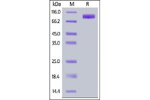 Human Siglec-9, Fc Tag on  under reducing (R) condition. (SIGLEC9 Protein (AA 18-348) (Fc Tag))