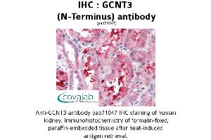 Image no. 1 for anti-Glucosaminyl (N-Acetyl) Transferase 3, Mucin Type (GCNT3) (N-Term) antibody (ABIN1734656) (GCNT3 antibody  (N-Term))