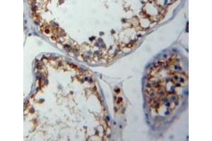 Used in DAB staining on fromalin fixed paraffin-embedded testis tissue (FNBP1 antibody  (AA 348-529))