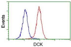 Image no. 4 for anti-Deoxycytidine Kinase (DCK) antibody (ABIN1497776) (DCK antibody)