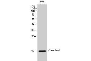 Western Blotting (WB) image for anti-Lectin, Galactoside-Binding, Soluble, 1 (LGALS1) (Internal Region) antibody (ABIN3184729) (LGALS1/Galectin 1 antibody  (Internal Region))