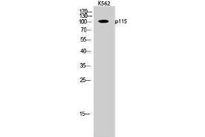 ARHGAP4 antibody  (C-Term)