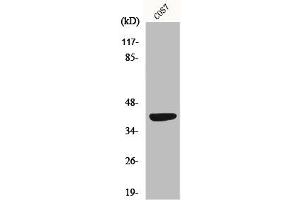 Western Blot analysis of COS7 cells using MRP-S22 Polyclonal Antibody (MRPS22 antibody  (Internal Region))