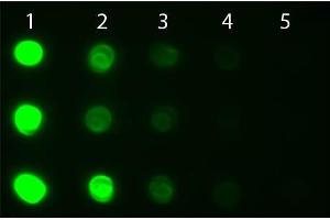 Dot Blot of Goat anti-Human IgG IgA IgM Antibody Fluorescein Conjugated. (Goat anti-Human IgA, IgG, IgM (Heavy & Light Chain) Antibody (FITC) - Preadsorbed)
