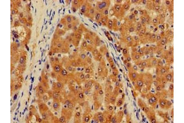 PLXND1 antibody  (AA 1-222)