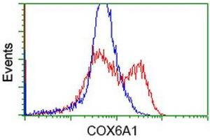 HEK293T cells transfected with either RC210485 overexpress plasmid (Red) or empty vector control plasmid (Blue) were immunostained by anti-COX6A1 antibody (ABIN2452917), and then analyzed by flow cytometry.