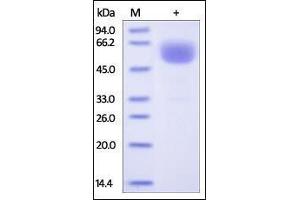 Human EMMPRIN, Fc Tag on SDS-PAGE under reducing (R) condition. (CD147 Protein (AA 22-205) (Fc Tag))