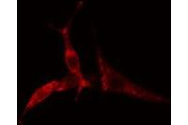 HLA-DOA antibody