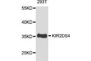 Western blot analysis of extract of 293T cells, using KIR2DS4 antibody.