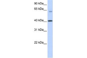 WB Suggested Anti-TMEM195 Antibody Titration:  0. (TMEM195 antibody  (N-Term))