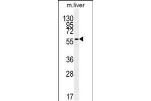 Western blot analysis in mouse liver tissue lysates (35ug/lane). (DHCR7 antibody  (C-Term))