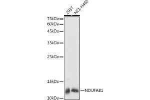 Western blot analysis of extracts of various cell lines, using NDUF antibody (ABIN7268817) at 1:1000 dilution. (NDUFAB1 antibody  (AA 50-150))