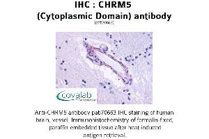 Image no. 1 for anti-Cholinergic Receptor, Muscarinic 5 (CHRM5) (3rd Cytoplasmic Domain) antibody (ABIN1733067) (CHRM5 antibody  (3rd Cytoplasmic Domain))