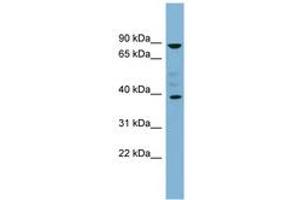 MARCH8 antibody  (C-Term)