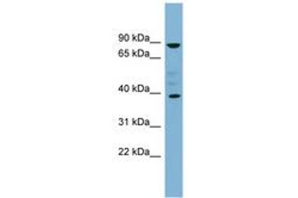 MARCH8 antibody  (C-Term)
