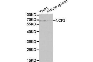 Western Blotting (WB) image for anti-Neutrophil Cytosolic Factor 2 (NCF2) (AA 227-526) antibody (ABIN3021641) (NCF2 antibody  (AA 227-526))