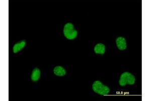 Immunofluorescence of purified MaxPab antibody to POLR3C on HeLa cell. (POLR3C antibody  (AA 1-534))