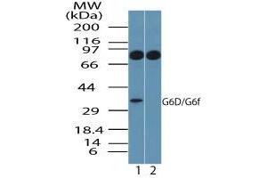 Image no. 1 for anti-Lymphocyte Antigen 6 Complex, Locus G6F (LY6G6F) (AA 50-100) antibody (ABIN960257)
