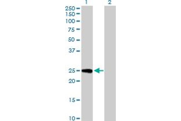 GINS3 antibody  (AA 1-216)