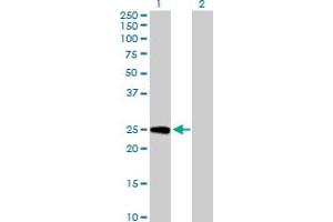 Western Blot analysis of GINS3 expression in transfected 293T cell line by GINS3 MaxPab polyclonal antibody. (GINS3 antibody  (AA 1-216))