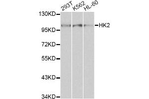 Western blot analysis of extracts of various cell lines, using HK2 antibody (ABIN1873023) at 1:1000 dilution.