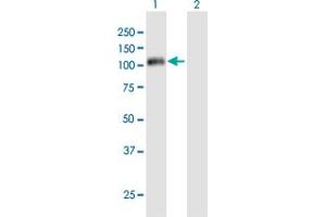 Western Blot analysis of CCNF expression in transfected 293T cell line ( H00000899-T01 ) by CCNF MaxPab polyclonal antibody. (Cyclin F antibody  (AA 1-786))