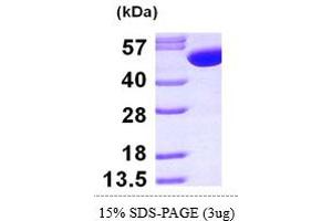 SDS-PAGE (SDS) image for Glutathione Synthetase (GSS) (AA 1-474) protein (His tag) (ABIN666628) (Glutathione Synthetase Protein (GSS) (AA 1-474) (His tag))