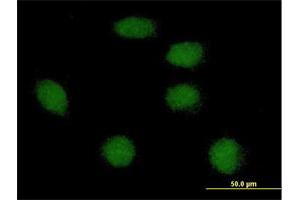 Immunofluorescence of purified MaxPab antibody to FOXI1 on HeLa cell. (FOXI1 antibody  (AA 1-283))