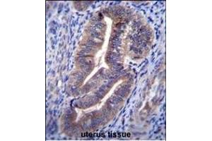 Antibody (C-term) (ABIN656481 and ABIN2845761) immunohistochemistry analysis in formalin fixed and paraffin embedded human uterus tissue followed by peroxidase conjugation of the secondary antibody and DAB staining. (ELAPOR1 antibody  (C-Term))