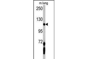 Western blot analysis of PDGFRA antibody (C-term ) (ABIN392022 and ABIN2841798) in mouse lung tissue lysates (35 μg/lane).