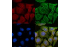 ABIN6257173 and ABIN6274284 staining Hela cells(45 min of heat-shock) by IF/ICC. (Ephrin A3 antibody  (C-Term))