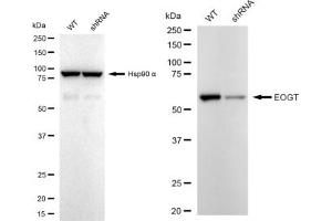Western blotting analysis using EOGT antibody (ABIN7798081). (Recombinant AER61 antibody)